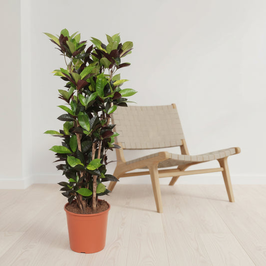 Codiaum Iceton - 140cm