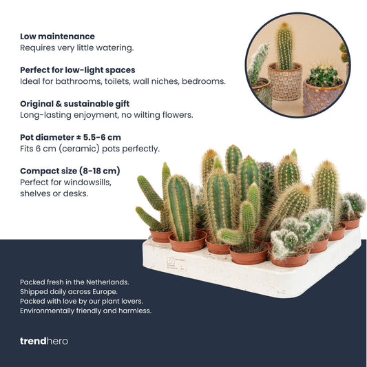 Cactussen set van 3 met rode mini-pot - Mix van levende cactussen - ↑ 8-12 cm