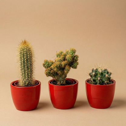 Cactussen set van 3 met rode mini-pot - Mix van levende cactussen - ↑ 8-12 cm