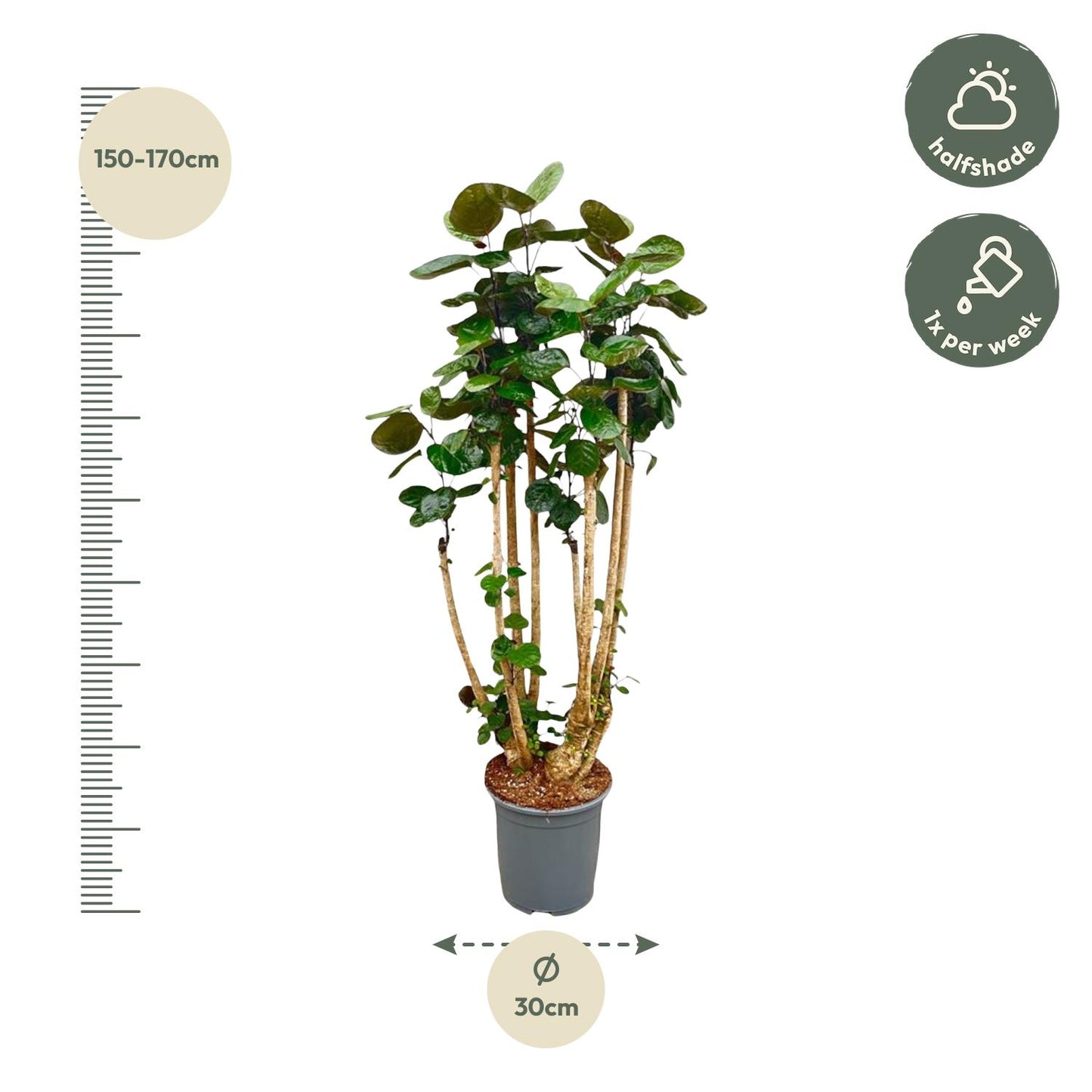 Polysicas Fabian XXL - 140 cm - ⌀30
