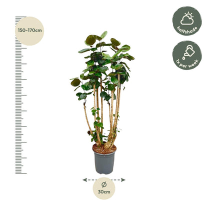 Polysicas Fabian XXL - 140 cm - ⌀30
