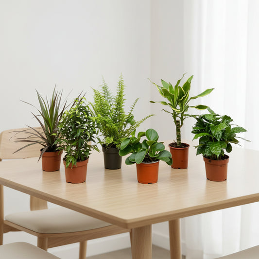 Verrassingsbox - 6 planten - 20-40 cm - Ø12