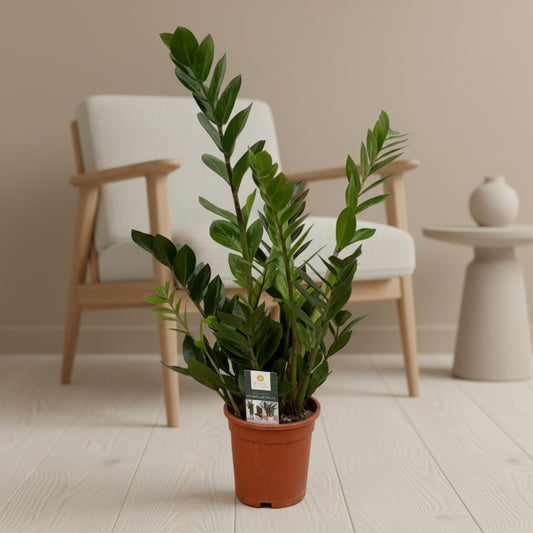 Zamioculcas - 70 cm - Ø17cm