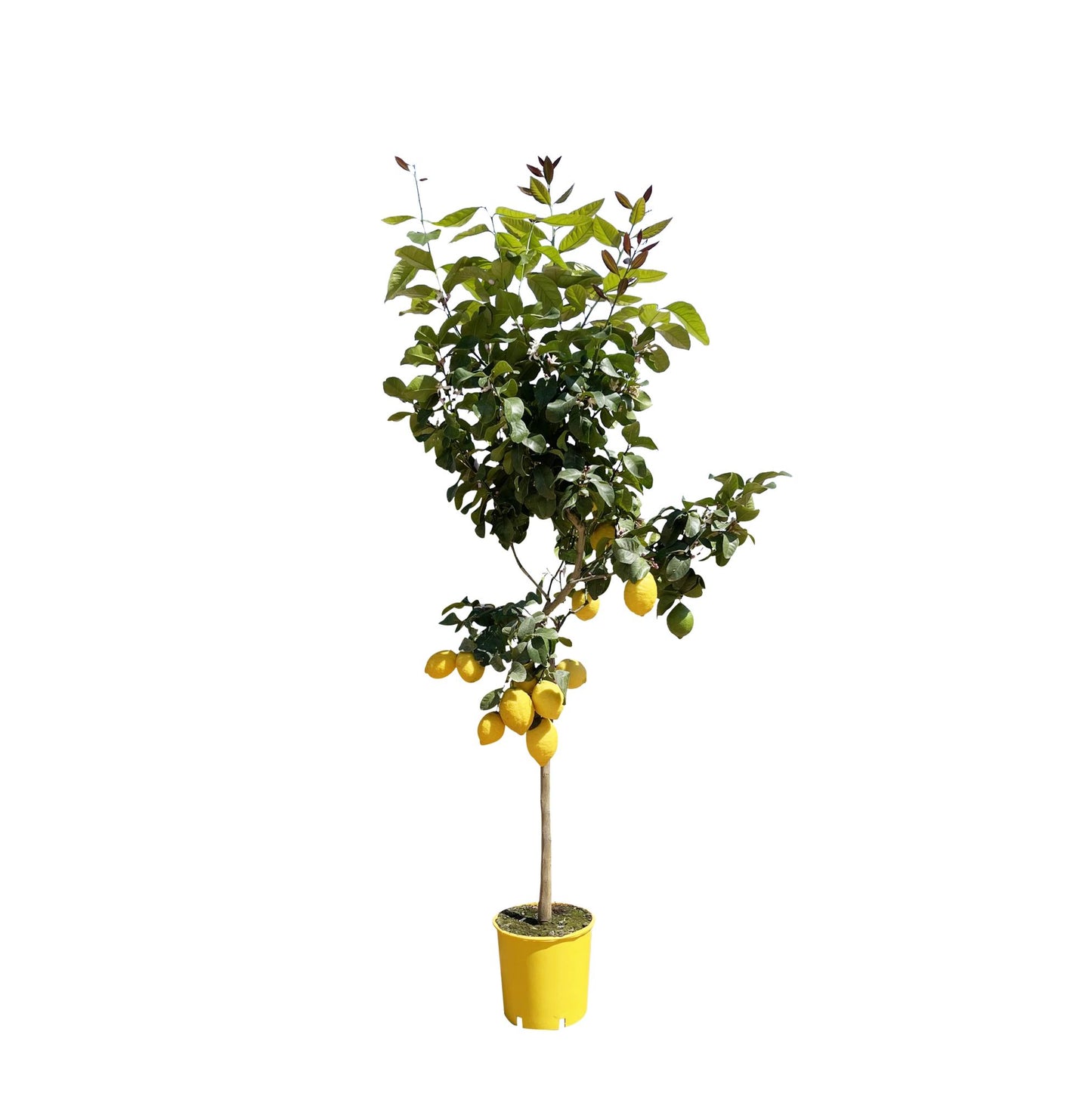 Citroenboom - 140 cm - ø24