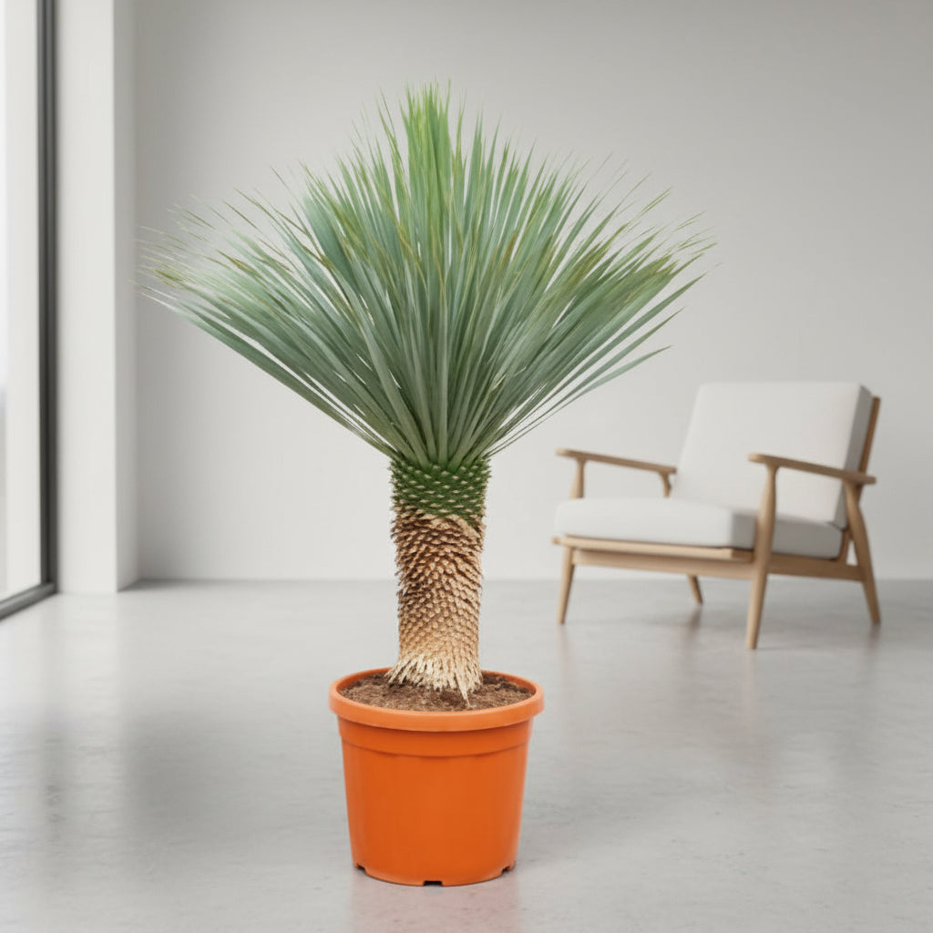 Yucca Rostrata - 150 - 170cm - Ø55