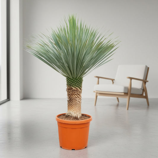 Yucca Rostrata - 150 - 170cm - Ø55