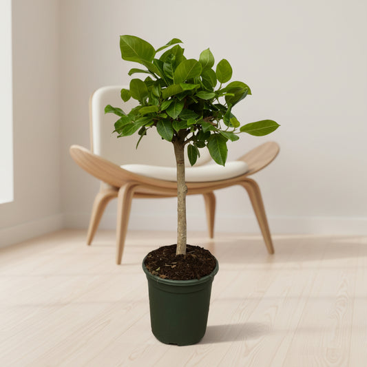 Ficus Altissimo variegata - 100 cm - Ø21cm