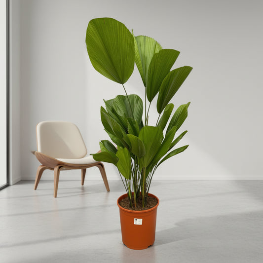 Licuala Grandis - 90 cm - ø19