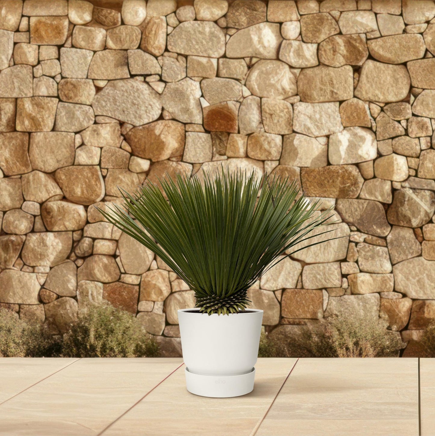Yucca Rostrata - 70cm- Ø30