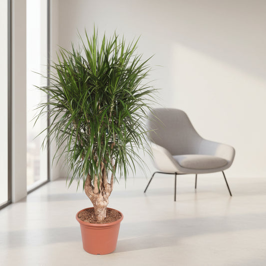Dracaena Marginata vertakt XXL - 190cm ⌀ 40-45 cm