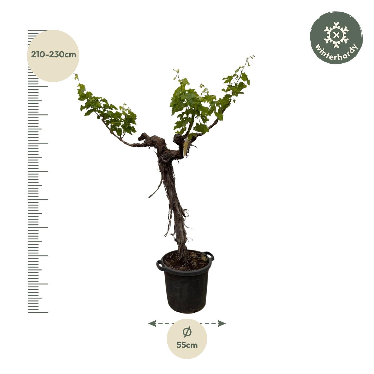 Druivenboom (Vitis Vinifera) stam vertakt - 200cm - ø35