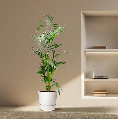 Kentia Palm - 200 cm - ø24-30cm