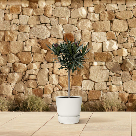 Nerium Oleander op stam met roze bloem - 90cm - Ø22