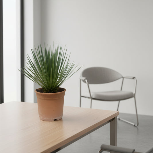 Yucca Rostrata - 60 cm - ø24cm