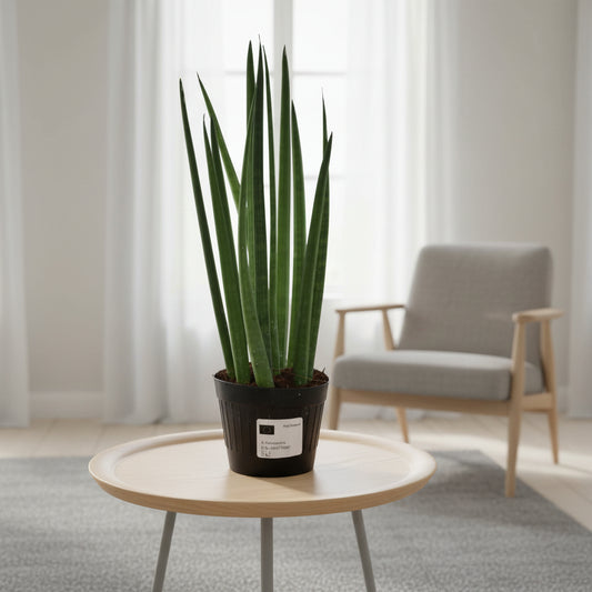 Sansevieria cylindrica 'Bacularis' / Mikado  - 38 cm - ø10,5