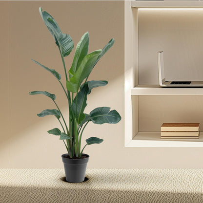 Strelitzia Nicolai XXL - 190 - 225 cm - ø34-45