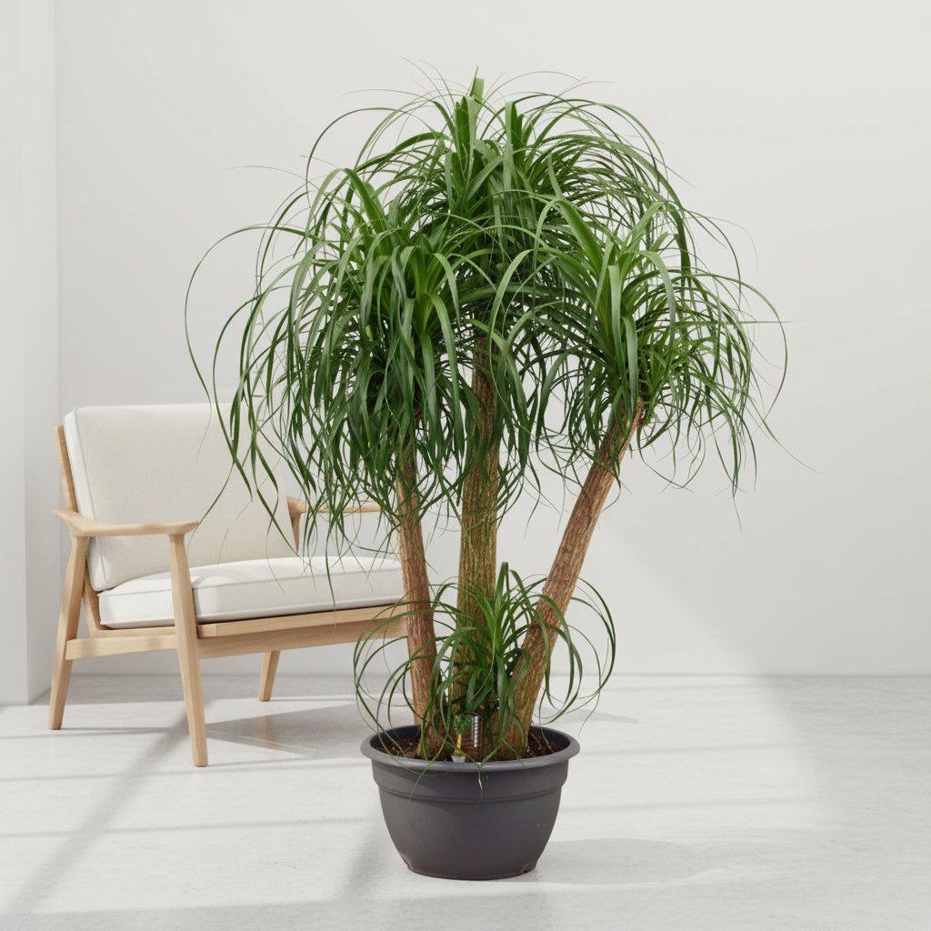 Beaucarnea multi stam - 130cm