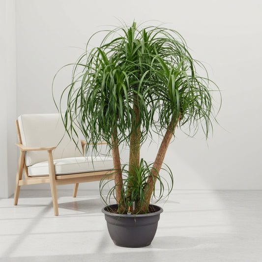 Beaucarnea multi stam - 130cm