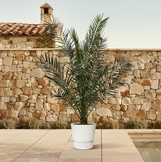 Phoenix Canariensis - 170 cm - Ø24cm