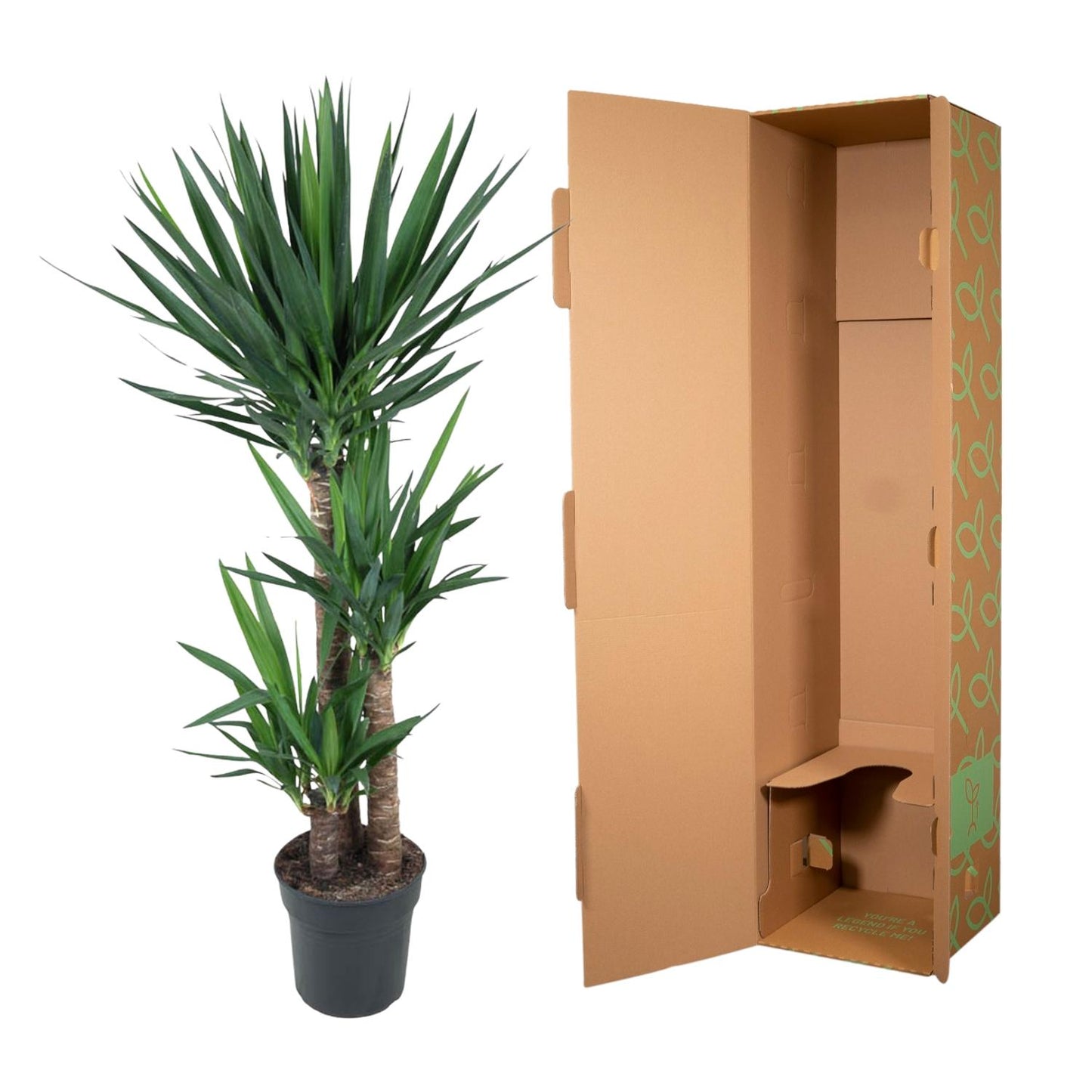 Yucca Elephantipe - 140 cm - ø24