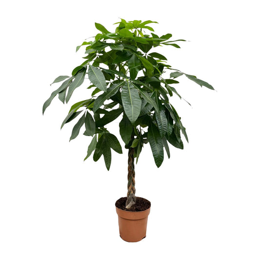Pachira Aquatica - 150 cm - ø27