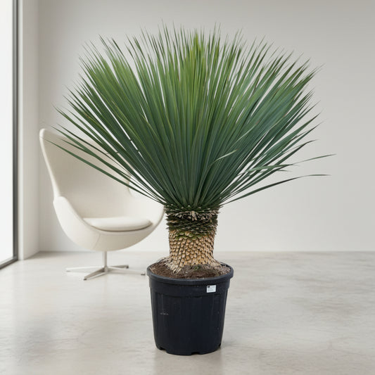 Yucca Rostrata - 140 cm - Ø45