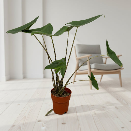Alocasia Zebrina - 80 cm - Ø21cm
