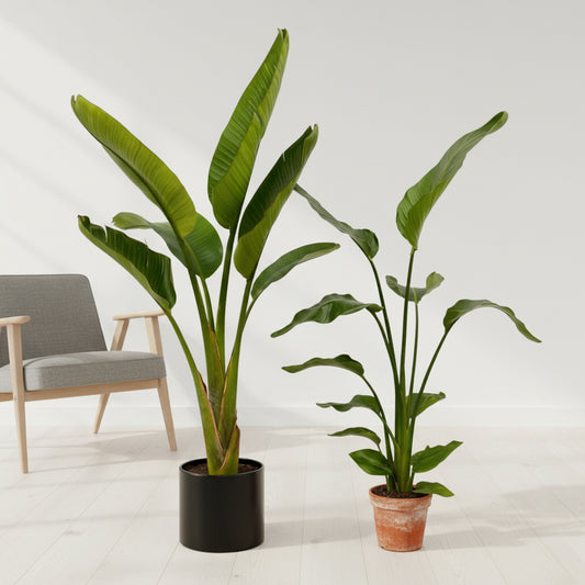 Strelitzia Nicolai + Strelitzia Augusta - 100 cm - Ø17-21