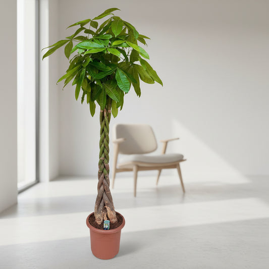 Pachira aquatica - 200cm