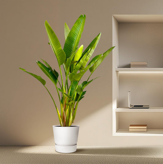 Strelitzia Augusta multi stam XXL - 225 cm - ø32