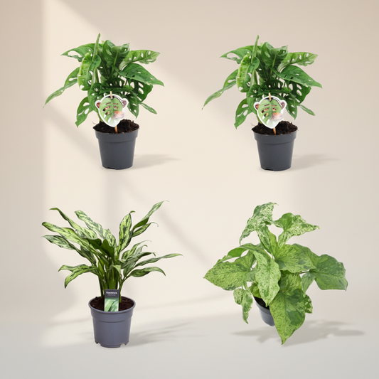Groen mix 4 planten - Monstera obliqua 'Monkey Leaf' - 25 cm - ø12 - Aglaonema Juliette - 40 cm - ø12 - Syngonium Mottled - 25 cm - ø12 - Aglaonema Cutlass - 40 cm - ø12